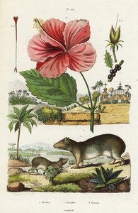 Cavy rocheux et hibiscus chinois - Jacques Reyne Isidore Acarie Baron