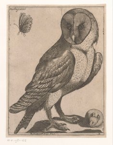 Chouette effraie (Neuf oiseaux) - Jacques de Fornazeris