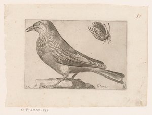 Étourneau (Sturnus vulgaris)