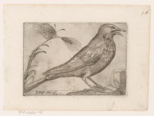 Étourneau (Sturnus vulgaris)