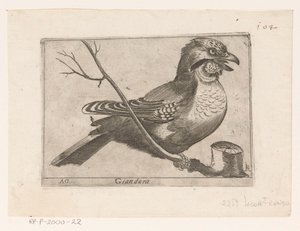 Geai des chênes (Garrulus glandarius)