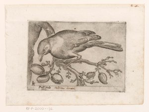 Oiseau
