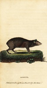 Agouti, espèces de Dasyprocta, 1800