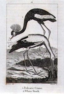 Grue Baléare et Cigogne Blanche, de 