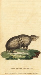 Tatou à trois bandes brésilien, Tolypeutes tricinctus, 1800