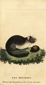 Loir gris, Glis glis
