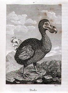 Le Dodo, de 