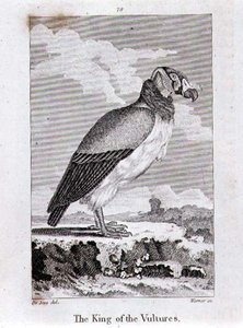 Le Roi des Vautours, de 