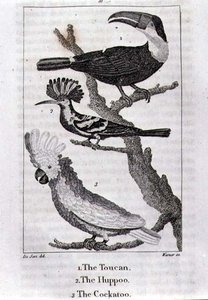Le Toucan, Le Huppoo et Le Cacatoès, de 