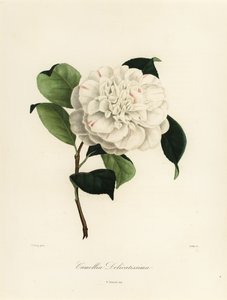 Camélia japonica variété, Camellia delicatissima