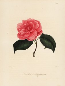 Camélia japonica variété, Camélia monfortiana - Jakob (after) Jung
