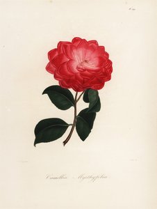 Camélia japonica variété, Camélia myrthyfolia