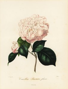 Camélia japonica variété, Camellia punctata plena - Jakob (after) Jung