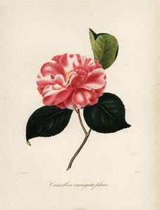 Camellia japonica variété, Camellia variegata plena