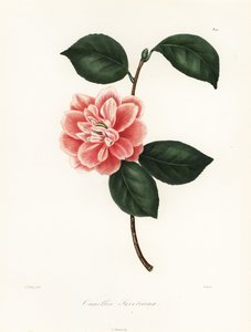 Camélia à fleurs peintes de Sweet, Camellia japonica variété, Camellia sweetiana - Jakob (after) Jung