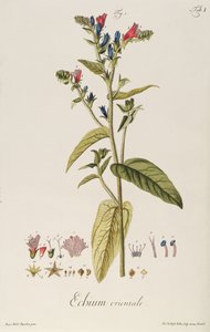 Echium : Orientale de "Icones Plantarum", c.1763
