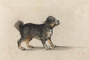 Un mâtin avec un collier doré