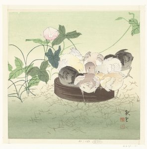 Poussins - Jakuun (possibly)