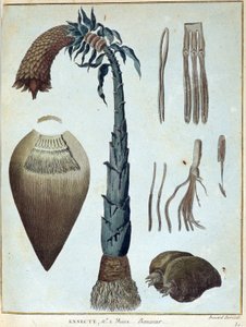 Banane - dans « Voyage en Nubie et en Abyssinie entrepris pour découvrir les sources du Nil pendant les années 1768 à 1772 », par James Bruce, vol. 1, Paris - James Bruce