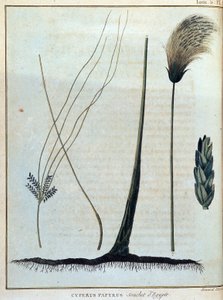 Cyperus papyrus, souche d