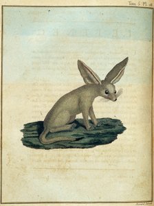 Fennec - dans « Voyage en Nubie et en Abyssinie entrepris pour découvrir les sources du Nil pendant les années 1768 à 1772 », par James Bruce, vol. 1, Paris - James Bruce