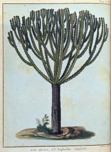 Kol-quall (Kol quall), euphorbia (cactus) - dans "Voyage en Nubie et Abyssinie entrepris pour découvrir les sources du Nil pendant les années 1768 à 1772", par James Bruce, vol. 1, Paris