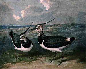 Pluviers, planche 9 de British Feather Game, gravé par Charles Turner, publié par R. Ackermann - James (after) Barenger