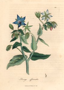 Bourrache à fleurs bleues, Borago officinalis, d