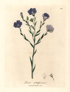 Lin à fleurs bleues, Linum usitatissimum, d