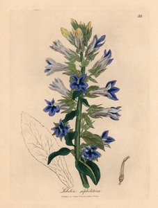 Lobélie à fleurs bleues ou fleur de cardinal, Lobelia siphilitica, d
