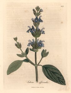 Sauge à fleurs bleues, Salvia officinalis, d