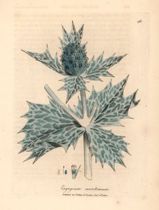 Panicaut maritime à fleurs bleues, Eryngium maritinum, d