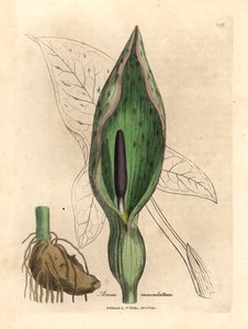 Arum commun, Arum maculatum, d
