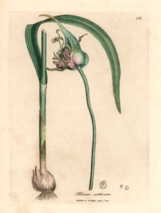 Ail cultivé commun, Allium sativum, d