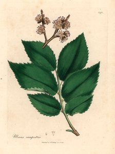Orme champêtre, Ulmus campestris, d