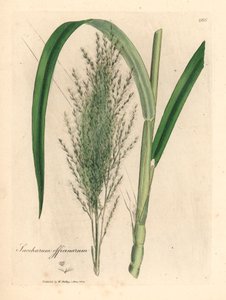 Canne à sucre commune, Saccharum officinarum, d