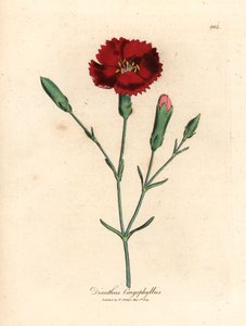 Œillet cramoisi, œillet giroflée, Dianthus caryophyllus, d