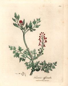 Fumeterre officinale à fleurs cramoisies, Fumaria officinalis, d