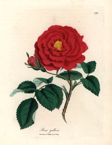 Rose officinale cramoisie, Rosa gallica, d