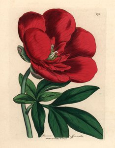 Pivoine cramoisie, Paeonia officinalis, d