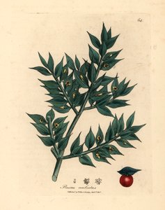 Fragon piquant à fleurs vertes, Ruscus aculeatus, d