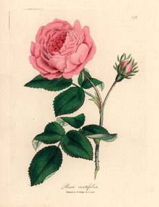 Grande rose cent-feuilles rose, Rosa centifolia, d
