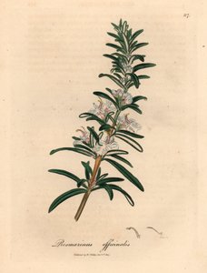 Romarin à fleurs bleu clair, Rosmarinus officinalis, d