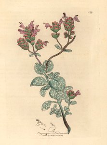 Dictame de Crète à fleurs lilas, Origanum dictamnus, d