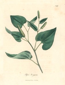 Poivre long, Piper longum, d