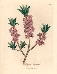 Bois-joli à fleurs roses, Daphne mezereum, d