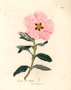 Ciste crétois à fleurs roses, Cistus creticus, d