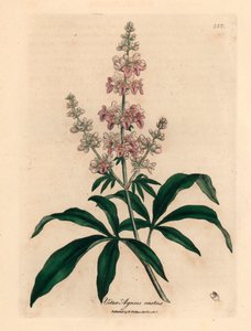 Arbre chaste à fleurs roses, Vitex agnus castus, d