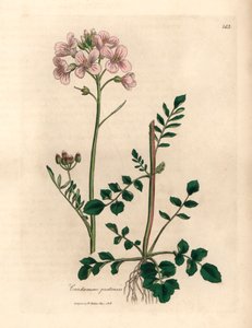 Cardamine des prés à fleurs roses, Cardamine pratensis, d
