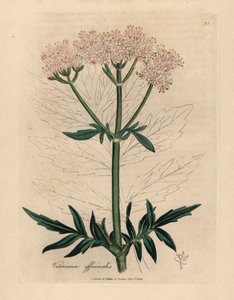 Valériane à fleurs roses, Valeriana officinalis, d